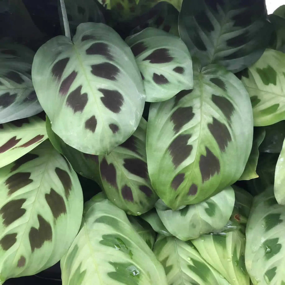 Buy Prayer Plant (Maranta leuconeura) (PPL233M) Online at £8.54 from Reptile Centre