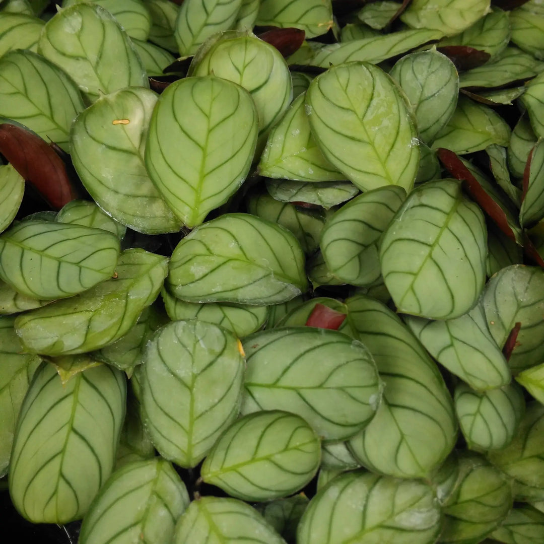 Buy Prayer Plant (Maranta leuconeura) (PPL233S) Online at £5.69 from Reptile Centre