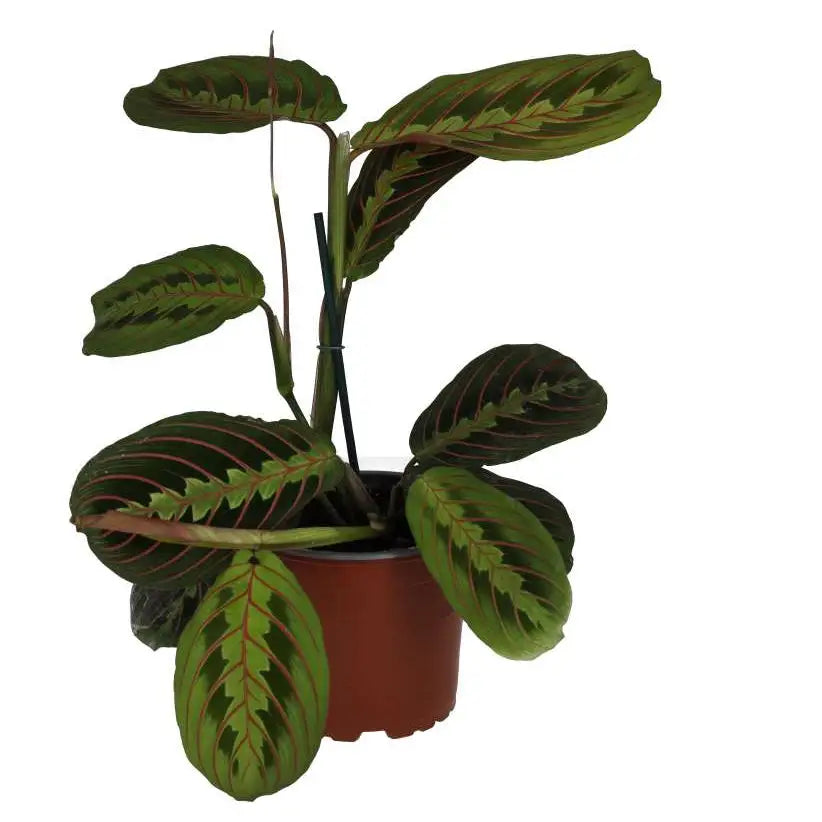 Large Prayer Plant 'Tricolour', potted and on a white background