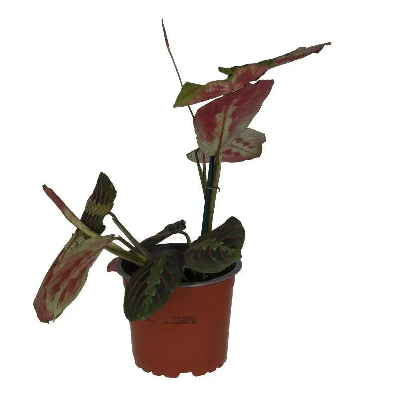 Large Prayer Plant 'Tricolour', potted left side