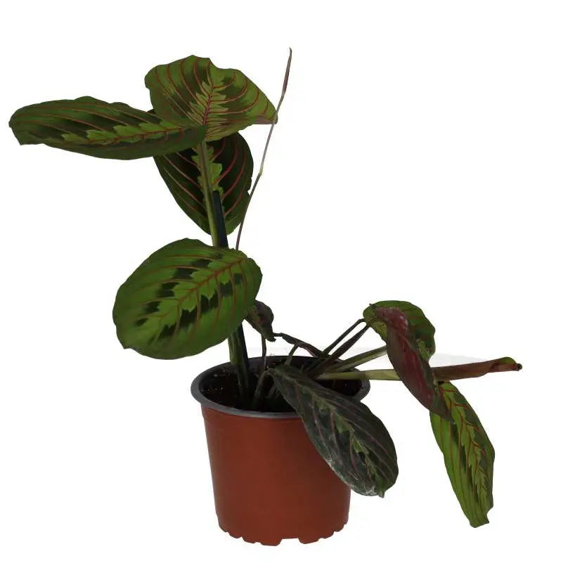 Large Prayer Plant 'Tricolour', potted rear view