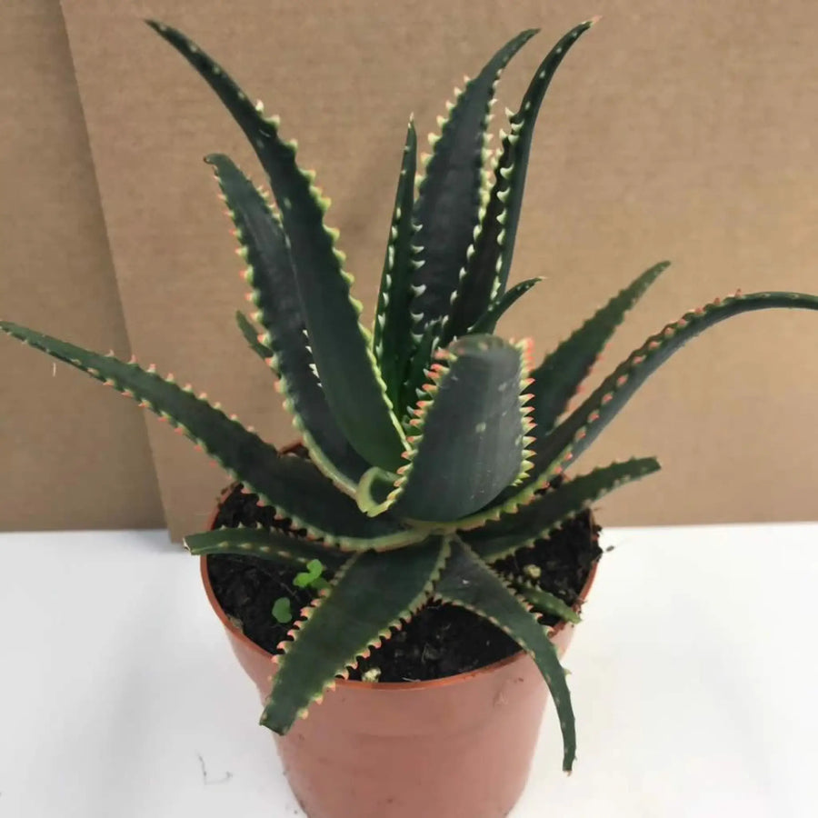 Buy Prickly Aloe (Aloe aculeata) (PPL008L) Online at £9.49 from Reptile Centre