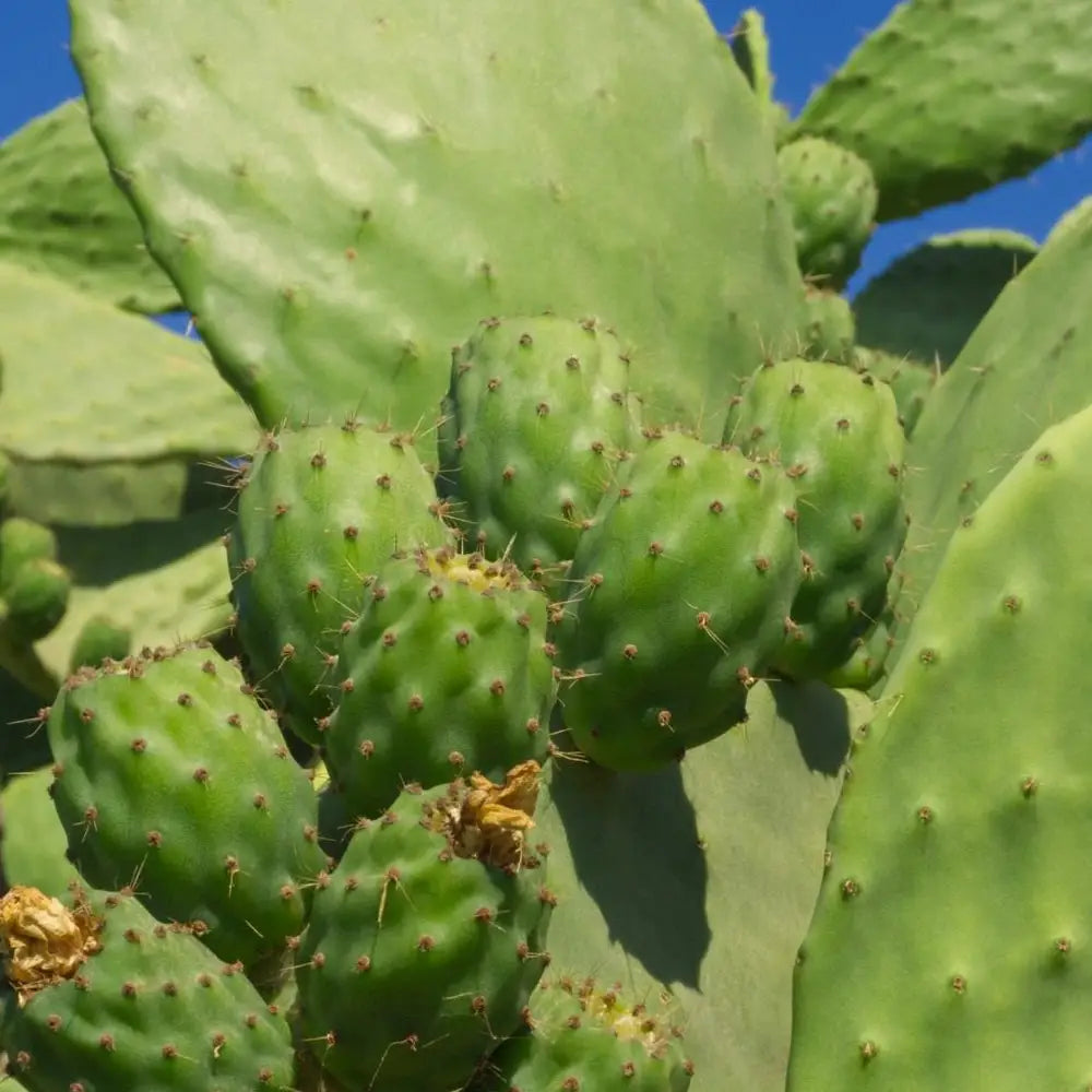 Buy Prickly Pear Pads (Opuntia sp) online