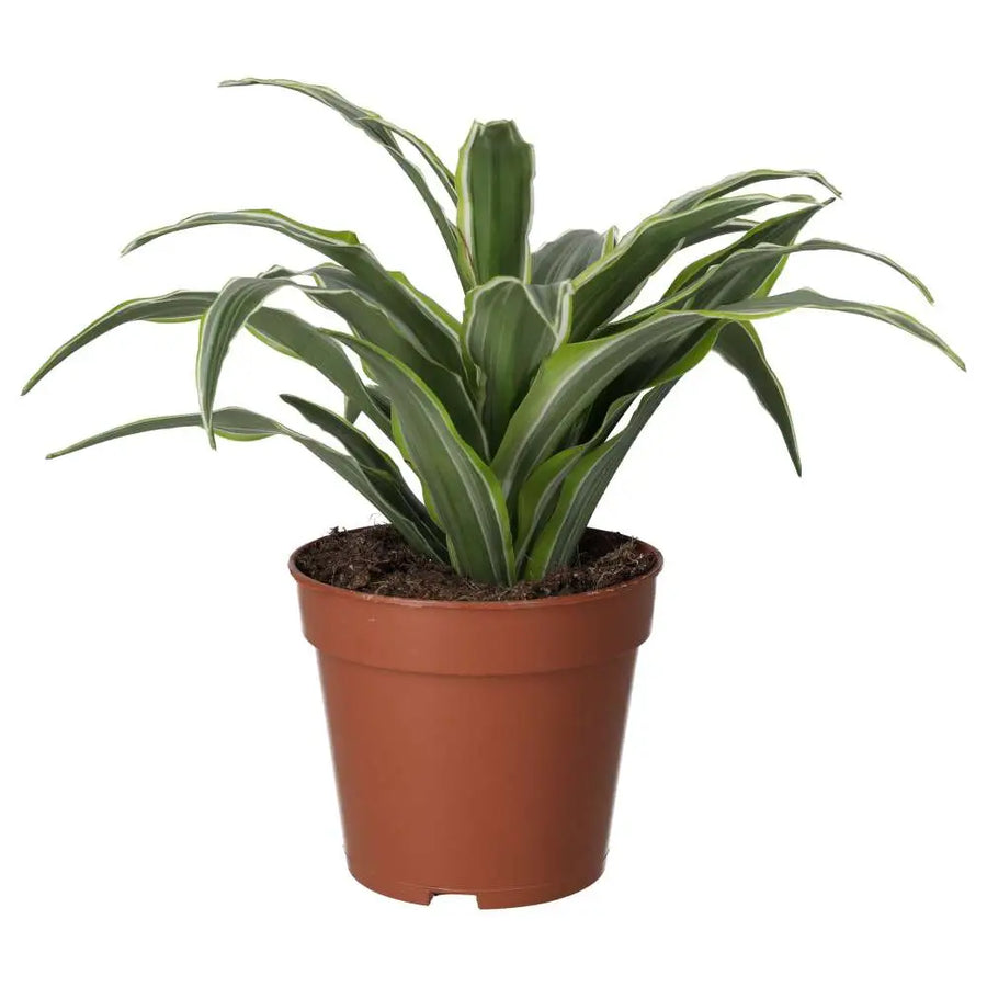 PR Live plant. Dragon Plant (Large)
