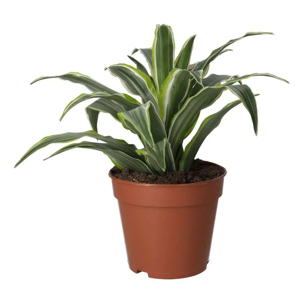 PR Live plant. Dragon Plant (Large)
