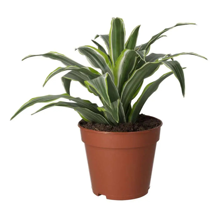 PR Live plant. Dragon Plant (Large)
