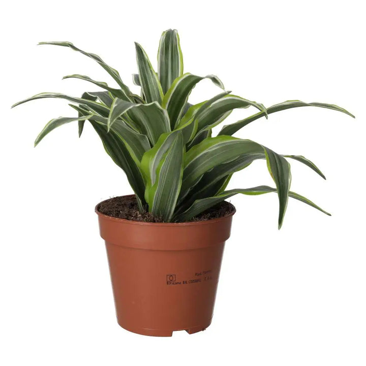 PR Live plant. Dragon Plant (Large)
