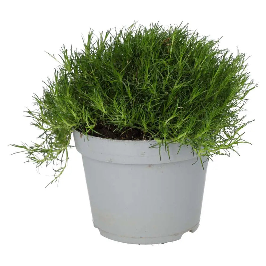 PR Live plant. Pearlwort mix (Large) - large bucket of moss