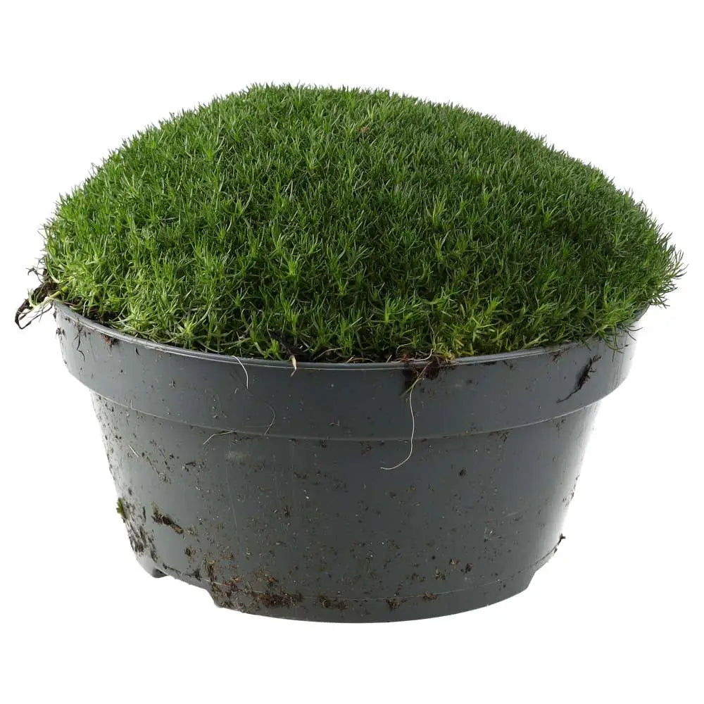 PR Live plant. Pearlwort mix (X Large) - extra large tub of irish moss