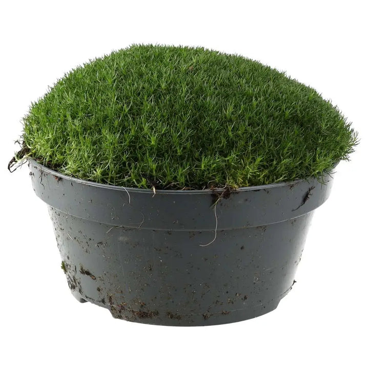 PR Live plant. Pearlwort mix (X Large) - extra large tub of irish moss