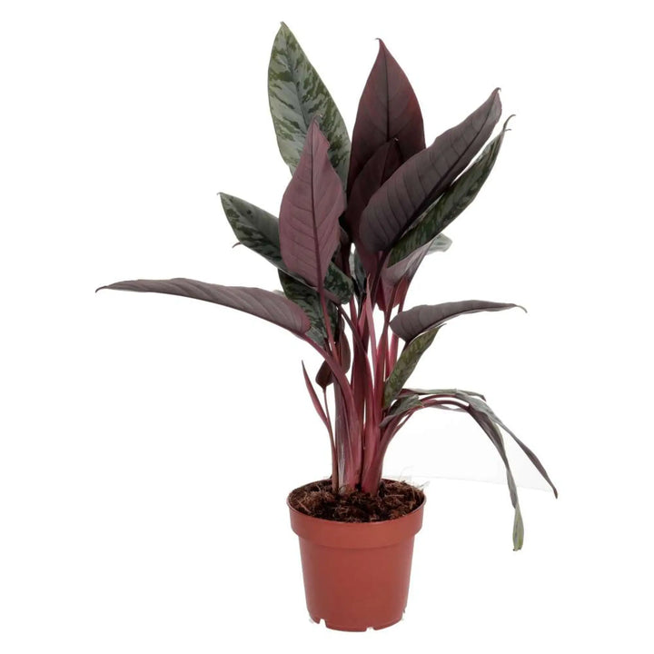 PR Live plant. Red Sword Plant  - large stems with leaves