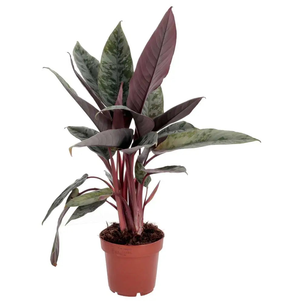 PR Live plant. Red Sword Plant  droopy leaves on large stems