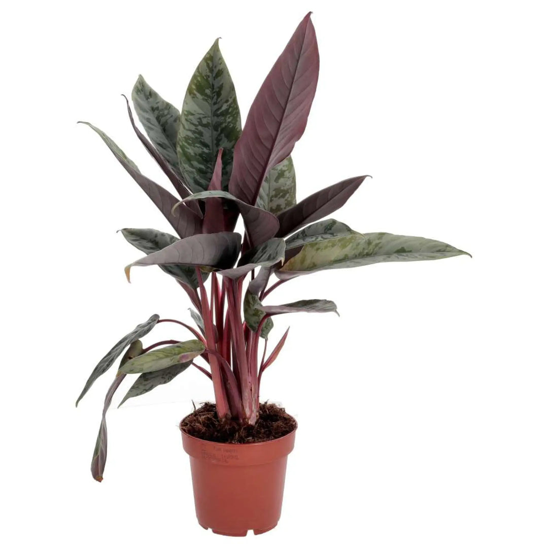 PR Live plant. Red Sword Plant  droopy leaves on large stems