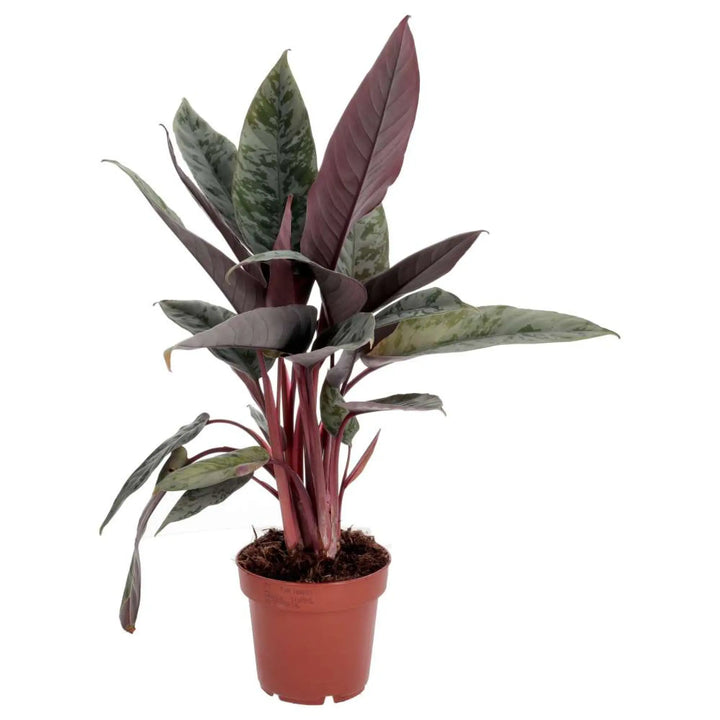 PR Live plant. Red Sword Plant  droopy leaves on large stems