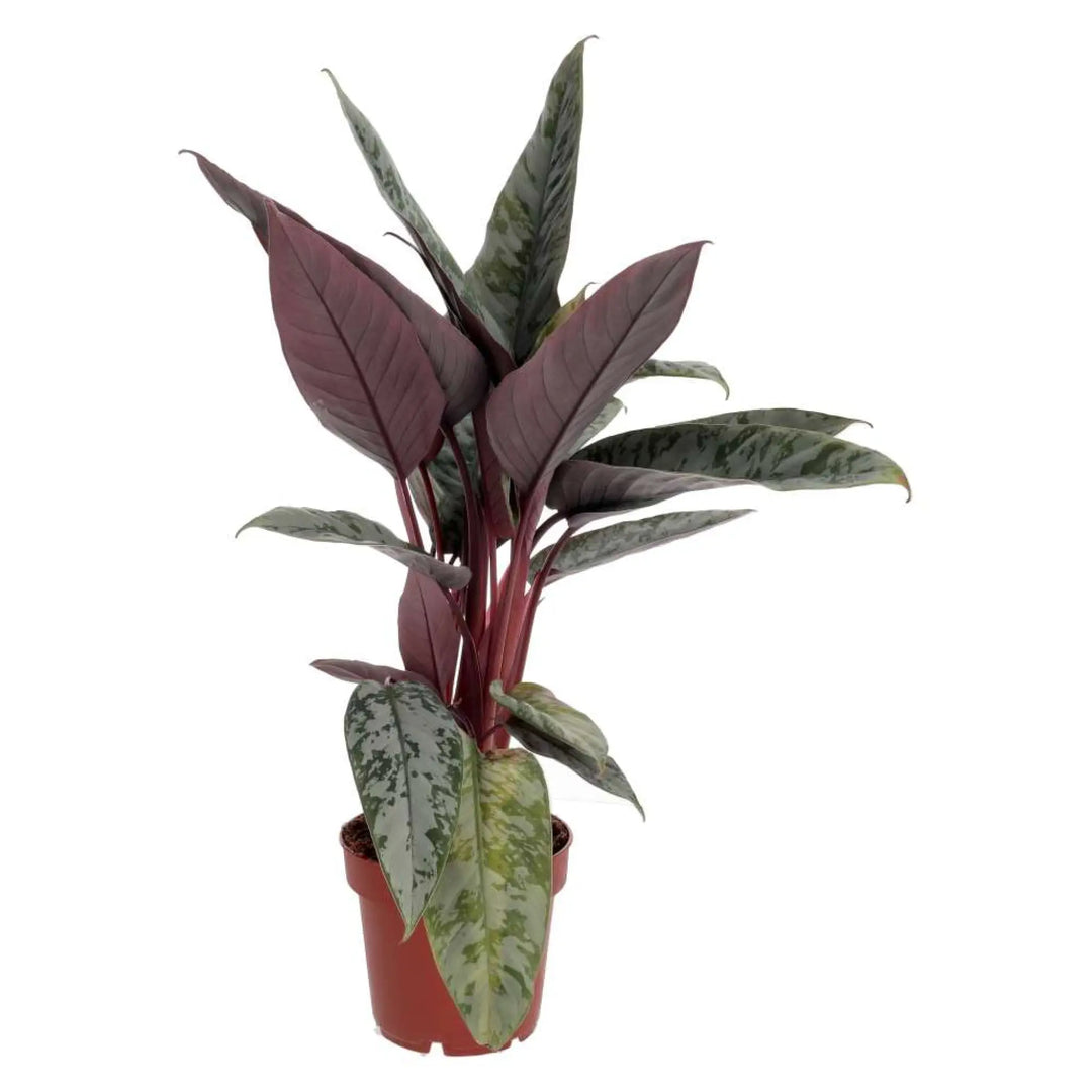 PR Live plant. Red Sword Plant - silvery and red leaves