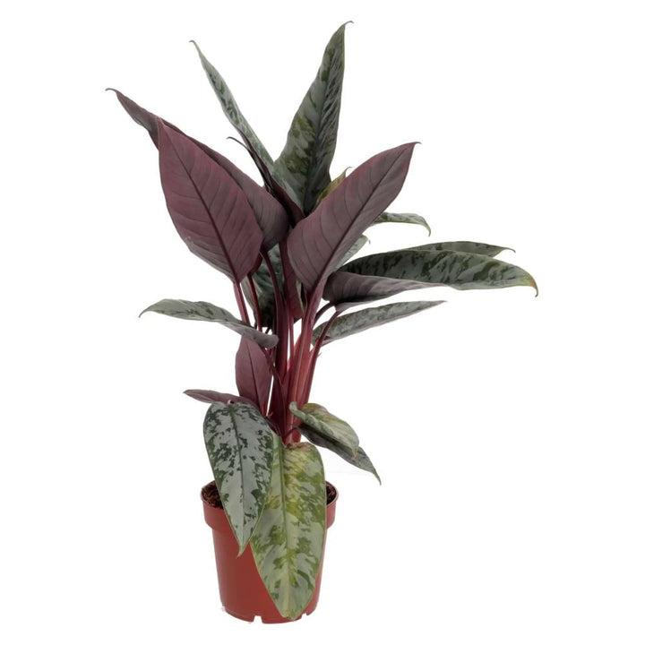 PR Live plant. Red Sword Plant - silvery and red leaves