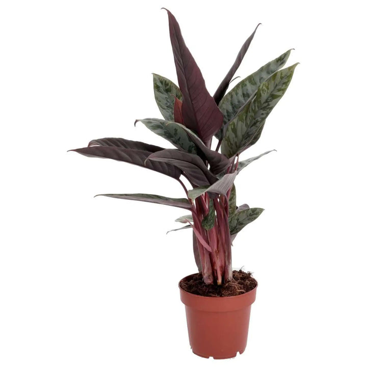 PR Live plant. Red Sword Plant  - plastic potted silver and red leaves
