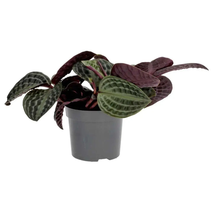 PR Live plant. Seersucker Plant (Large) - back view of leaves 