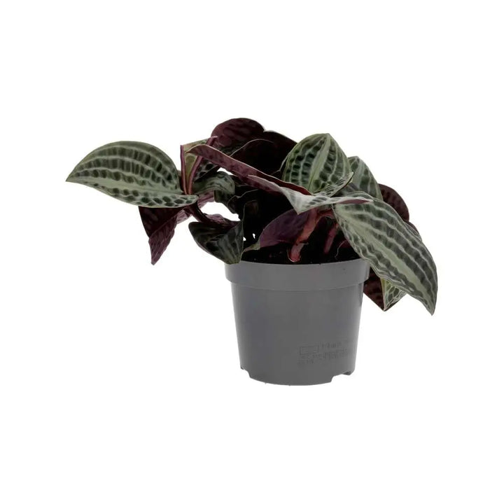 PR Live plant. Seersucker Plant (Large) - side views of leaves and grey pot