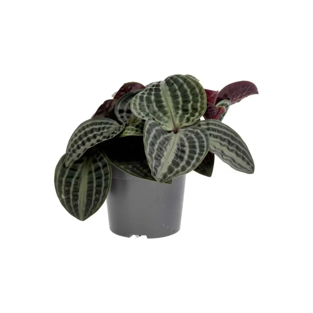 PR Live plant. Seersucker Plant (Large) side view of green and white leaves