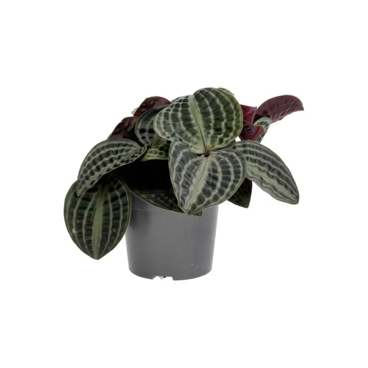 PR Live plant. Seersucker Plant (Large) side view of green and white leaves