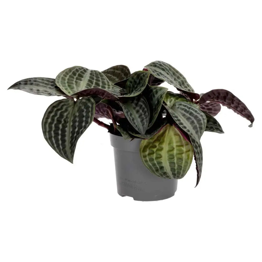 PR Live plant. Seersucker Plant (Large) - large green and red leaves