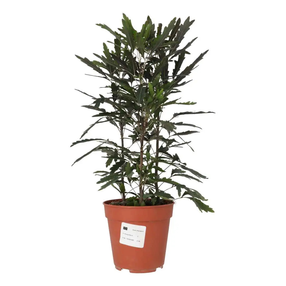 PR Live plant. Umbrella Tree ‘Variegated’ - 2 
