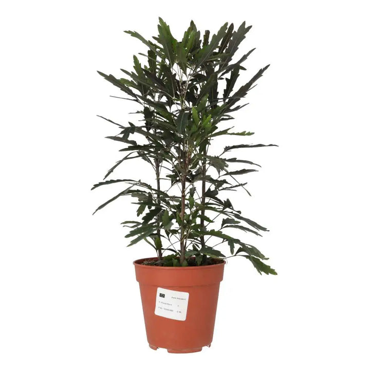 PR Live plant. Umbrella Tree ‘Variegated’ - 2 