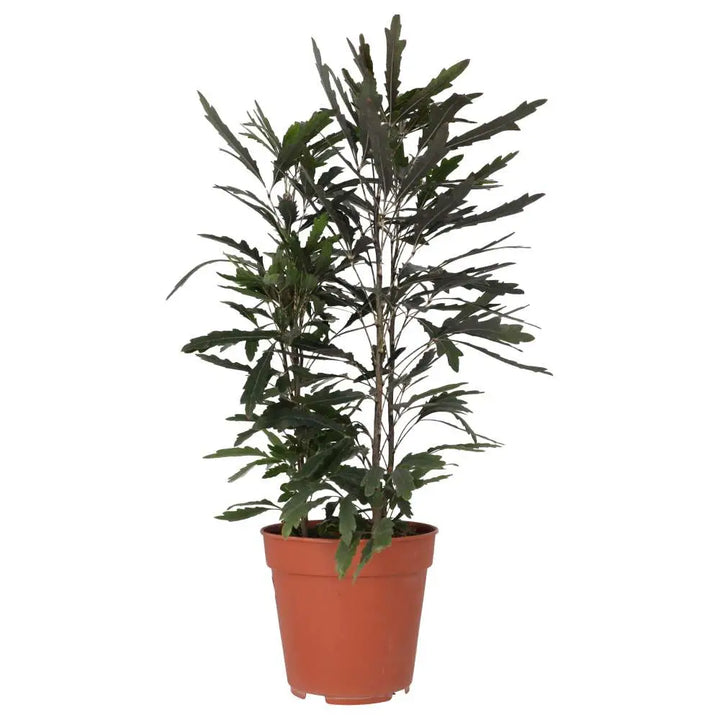 PR Live plant. Umbrella Tree ‘Variegated’ 1 - 3 