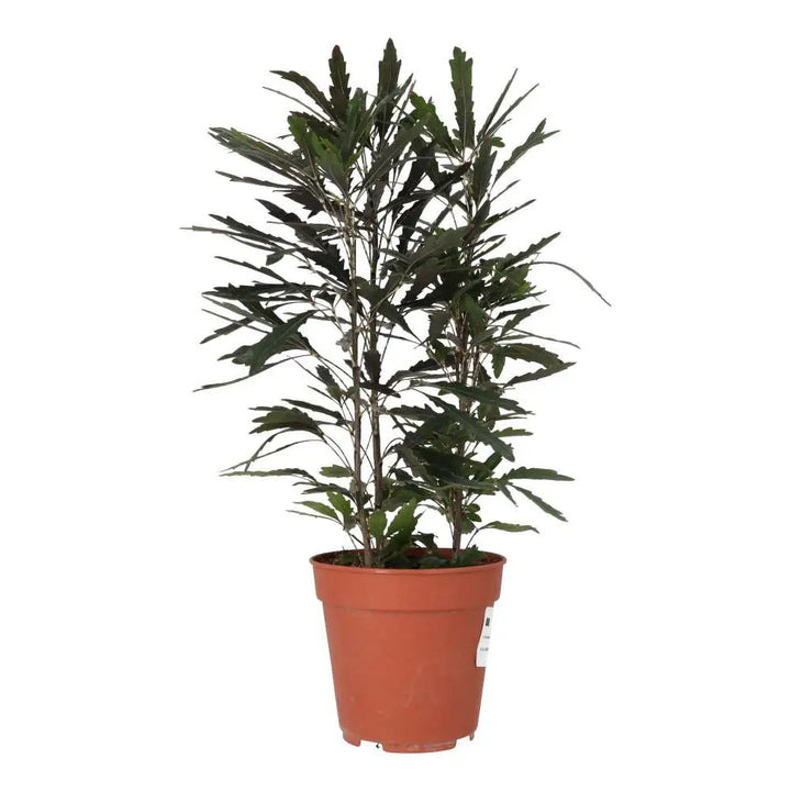 PR Live plant. Umbrella Tree ‘Variegated’ - 3 