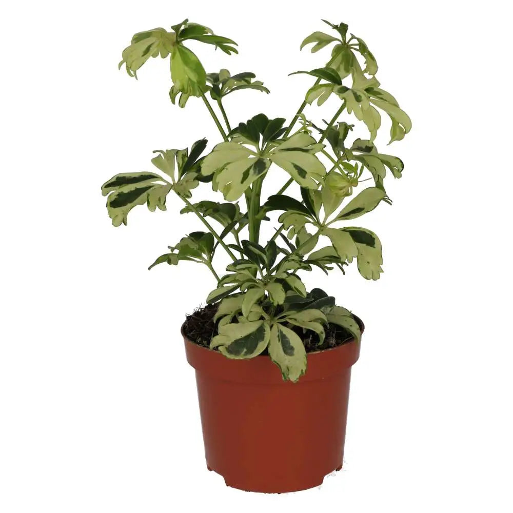 Buy Pro Rep Live Plant: Umbrella Tree &