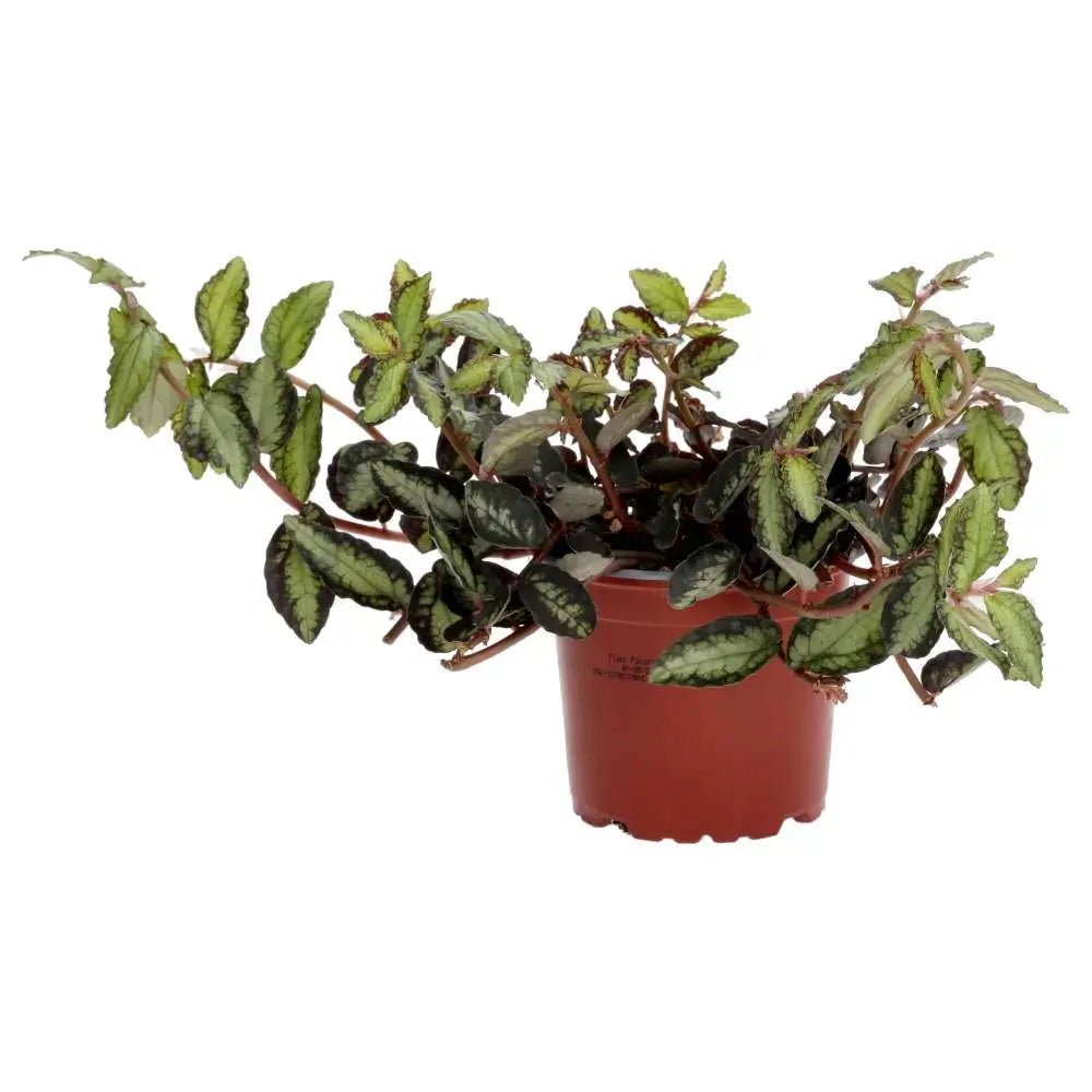 PR Live plant. Watermelon Begonia (Large) - large begonia plant with green and dark edges. 