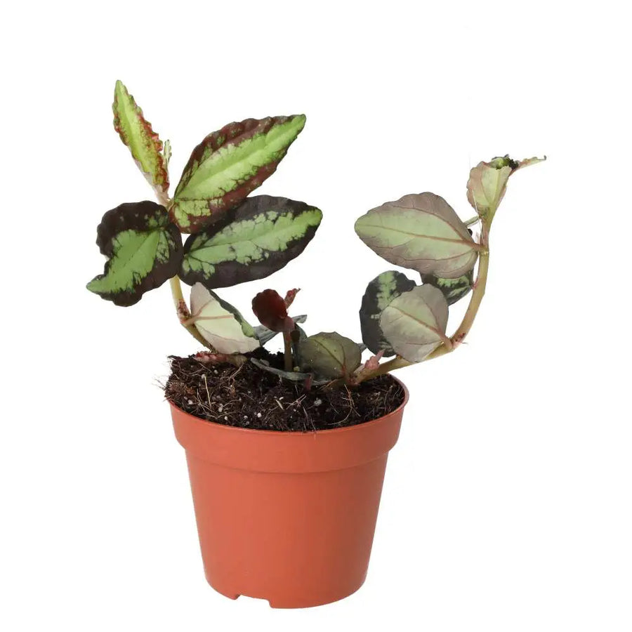 PR Live plant. Watermelon Begonia (Medium) - medium plants with green leaves and dark edges
