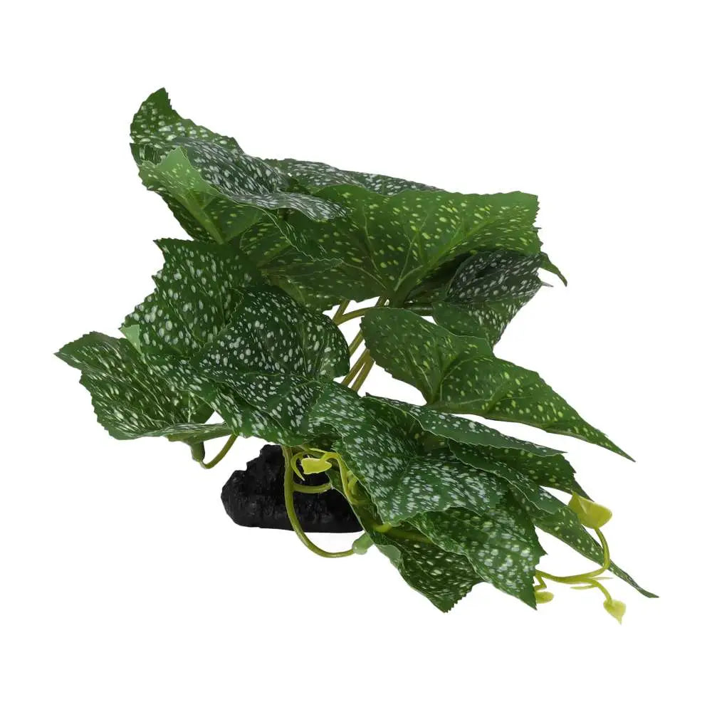 Buy Pro Rep Terrestrial Begonia Polka Dot online