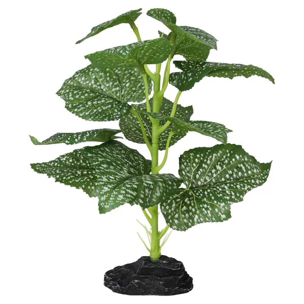 Buy Pro Rep Terrestrial Begonia Polka Dot online