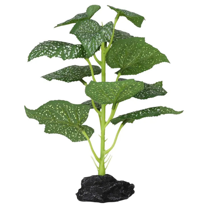 Buy Pro Rep Terrestrial Begonia Polka Dot online