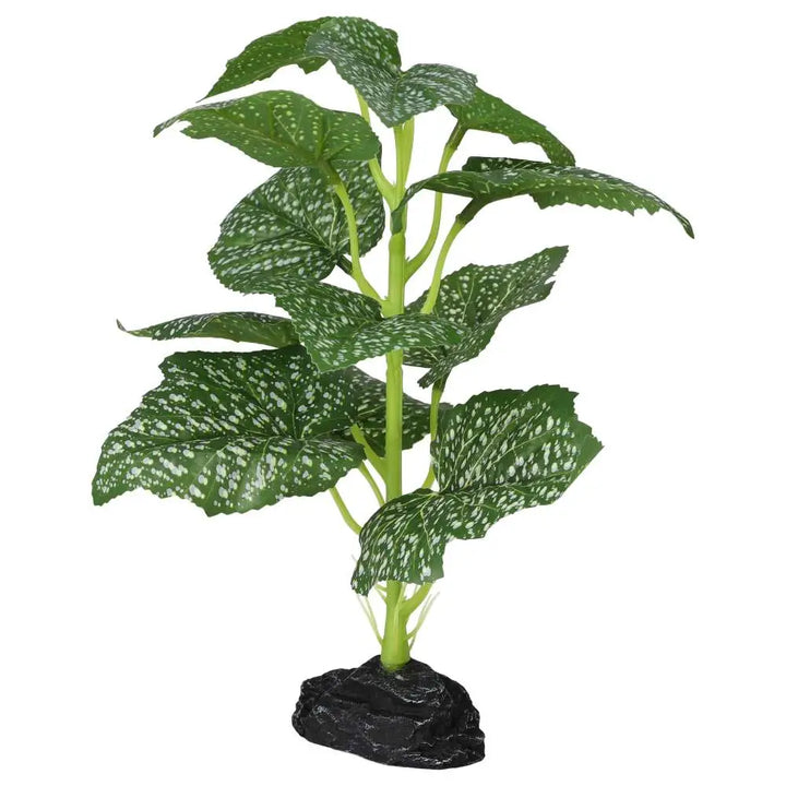 Buy Pro Rep Terrestrial Begonia Polka Dot online