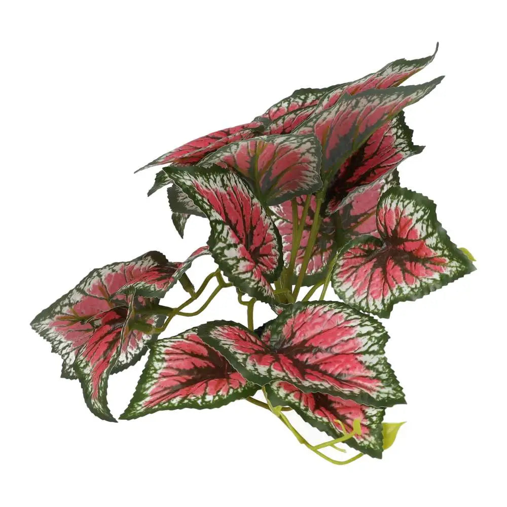 Buy Pro Rep Terrestrial Begonia Salsa online