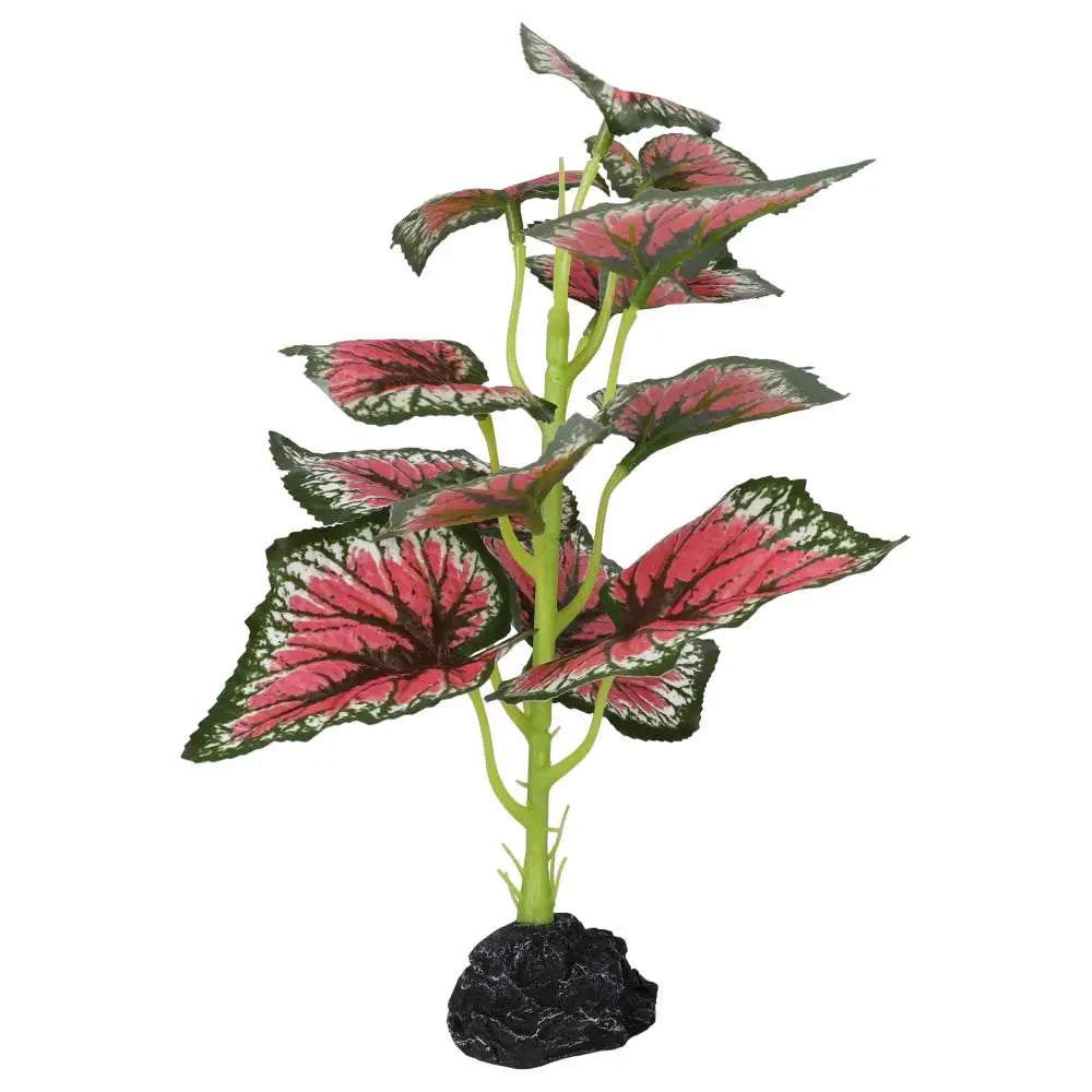 Buy Pro Rep Terrestrial Begonia Salsa online