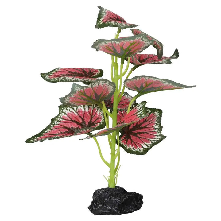 Buy Pro Rep Terrestrial Begonia Salsa online