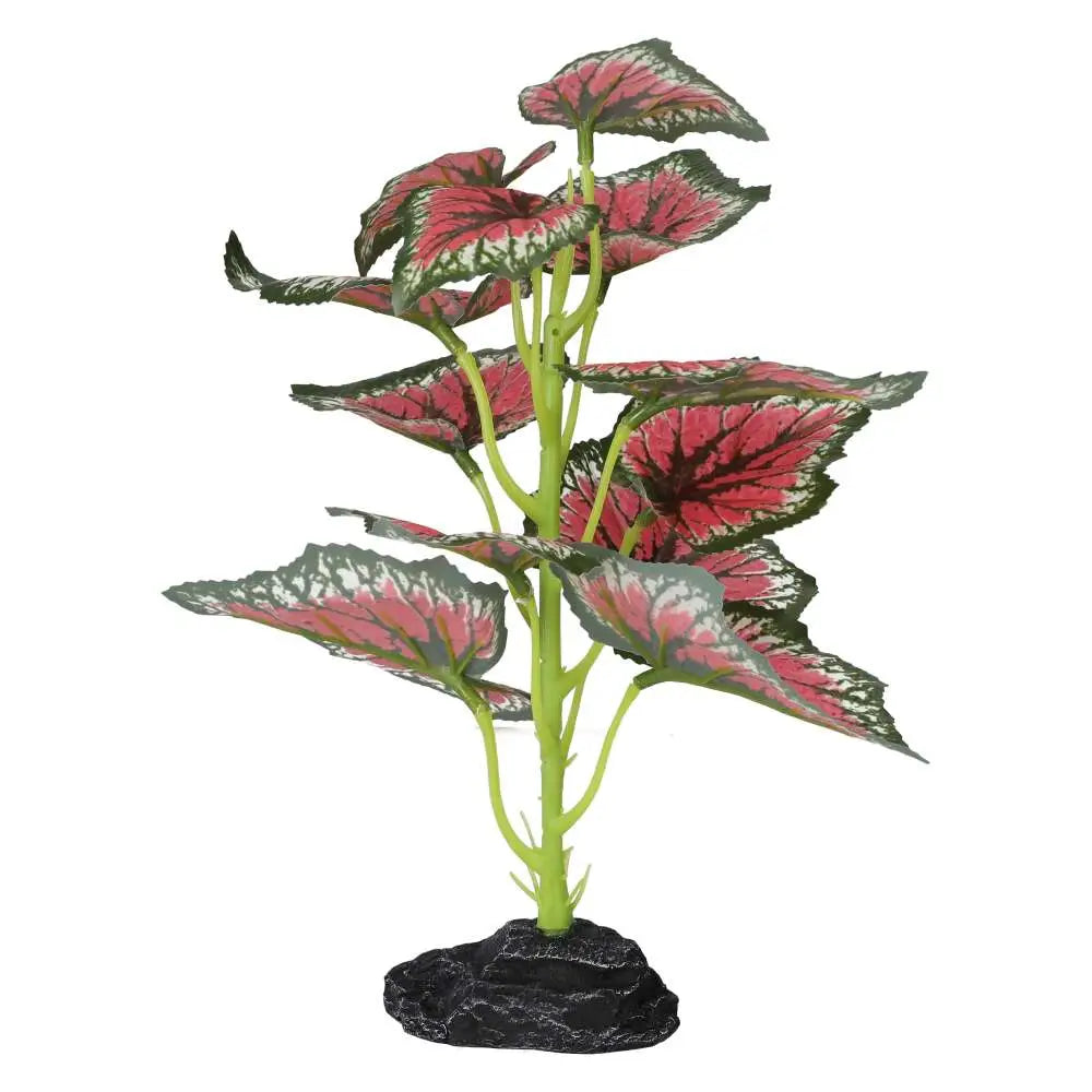 Buy Pro Rep Terrestrial Begonia Salsa online