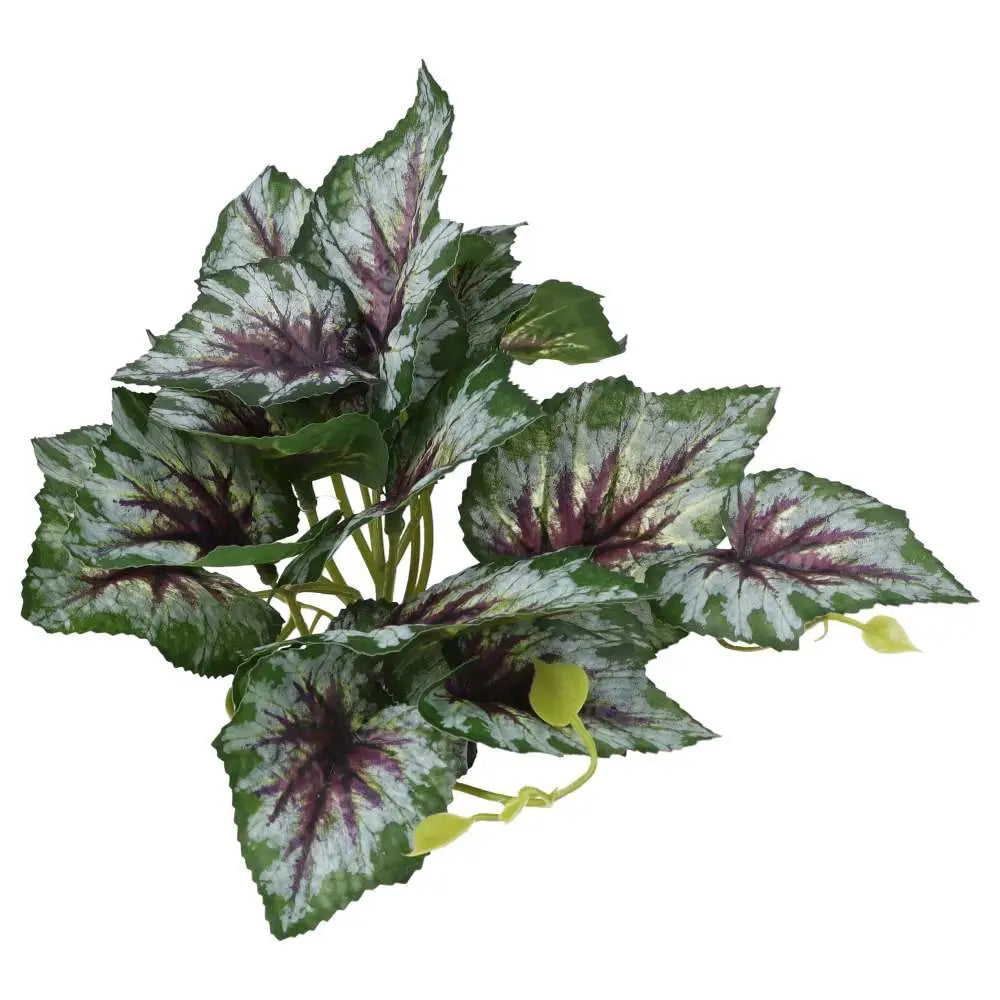 Buy Pro Rep Terrestrial Begonia Silver Spirit online