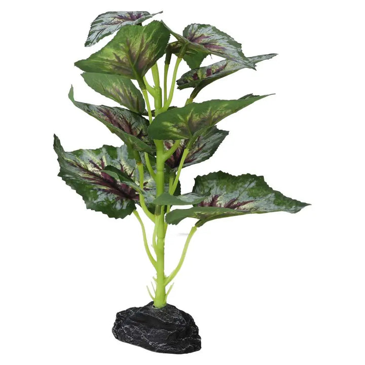 Buy Pro Rep Terrestrial Begonia Silver Spirit online