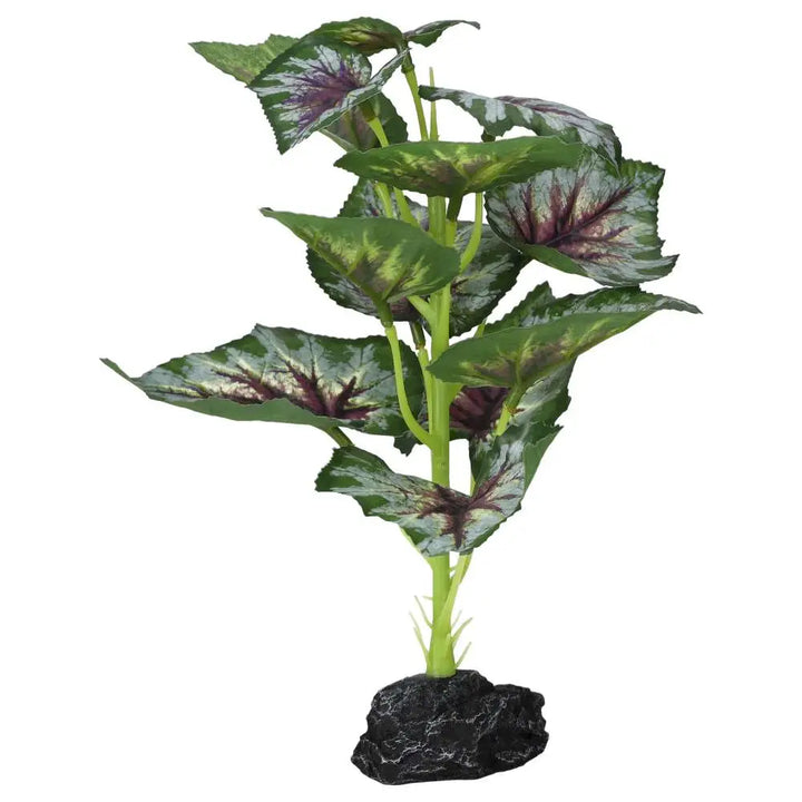 Buy Pro Rep Terrestrial Begonia Silver Spirit online