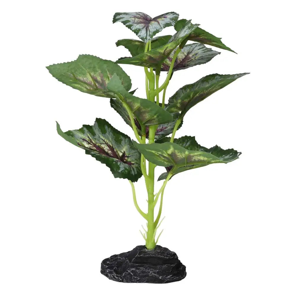 Buy Pro Rep Terrestrial Begonia Silver Spirit online