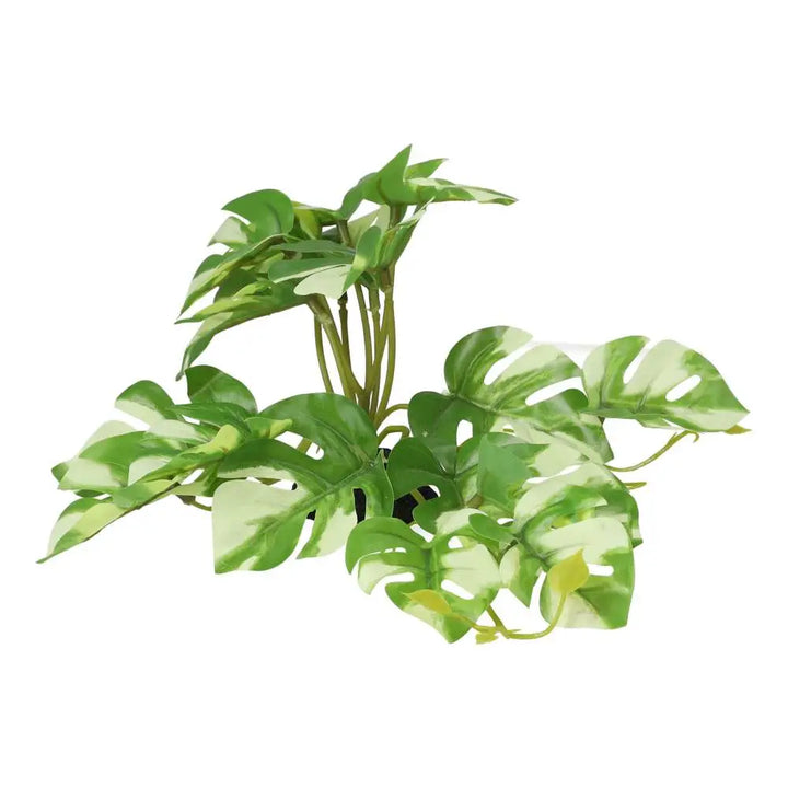 Buy Pro Rep Terrestrial Gardenia Variegated online