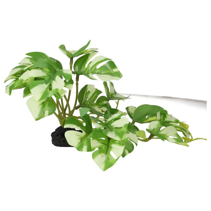 Buy Pro Rep Terrestrial Gardenia Variegated online