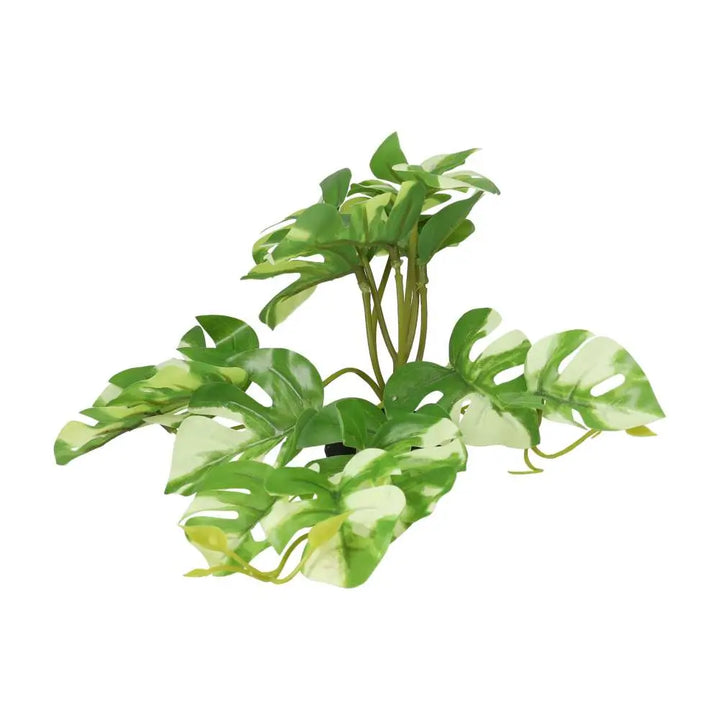 Buy Pro Rep Terrestrial Gardenia Variegated online