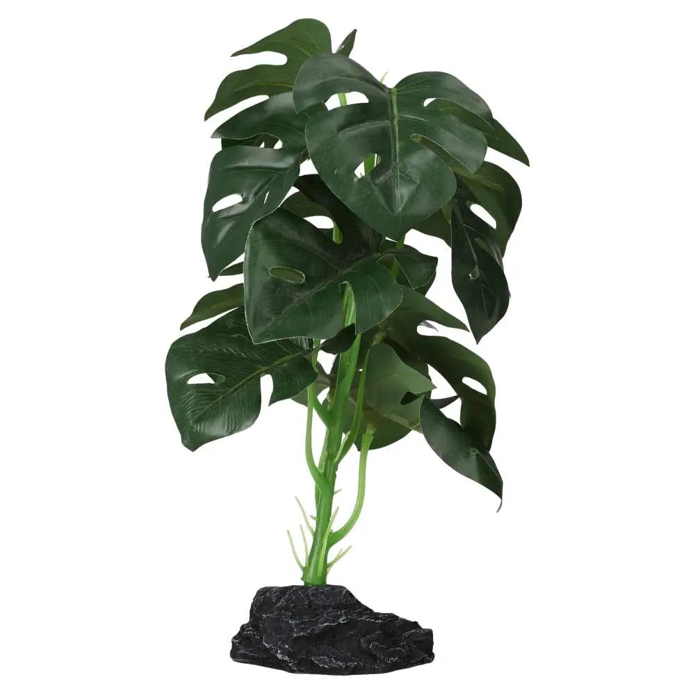 Buy Pro Rep Terrestrial Monstera online