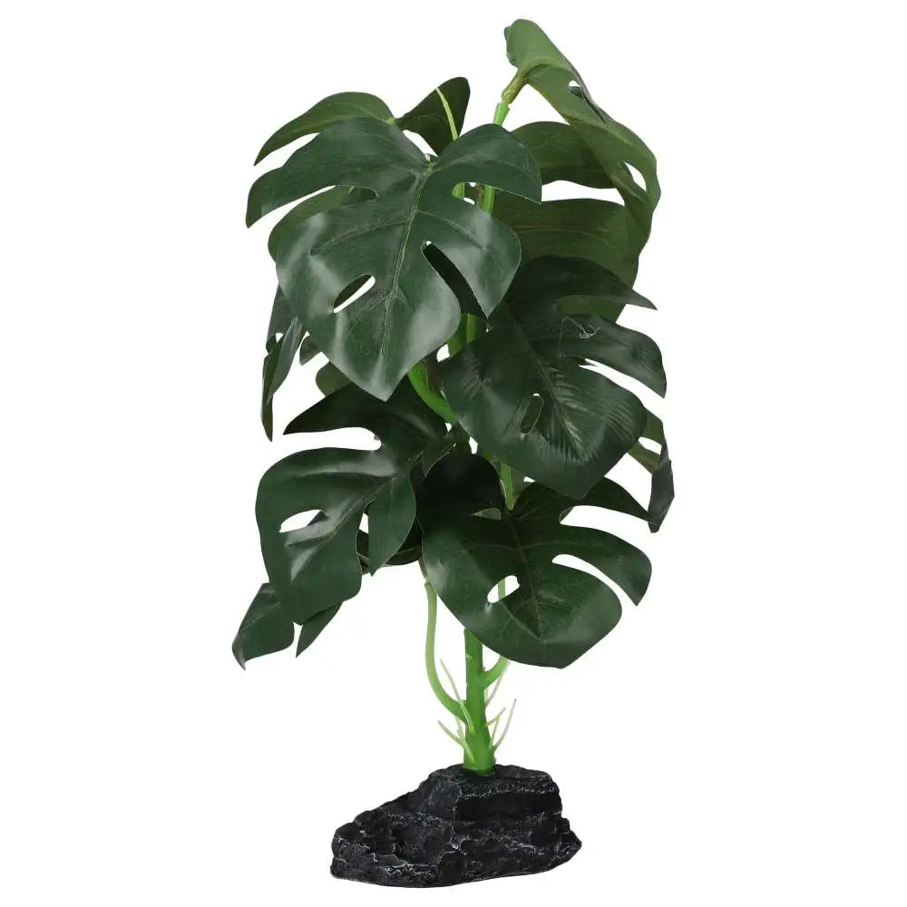 Buy Pro Rep Terrestrial Monstera online